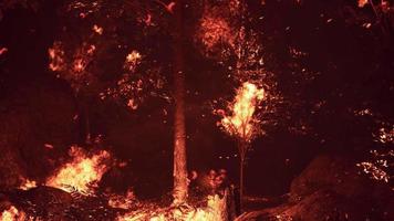 Large flames of forest fire video