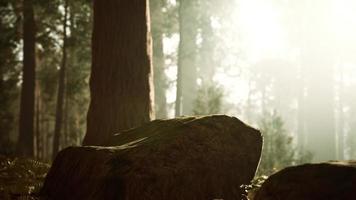 hög skog av sequoias i Yosemite nationalpark video