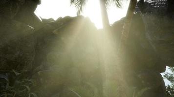 große palmen in steinhöhle mit sonnenstrahlen video