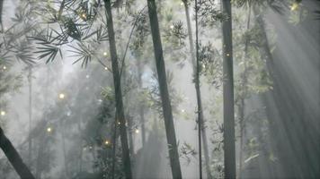 asiatischer bambuswald mit morgennebelwetter