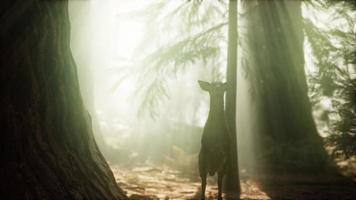 extreme slow motion deer jump in pine forest video