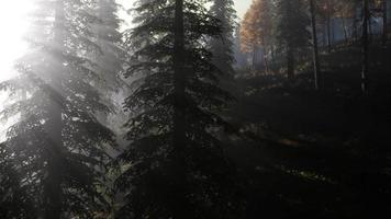 forêt de mauvaise humeur calme dans un brouillard brumeux le matin video