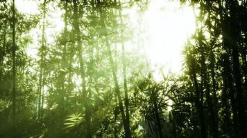 bladeren van bamboe in de rook video