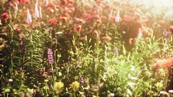 utsikt över vackra kosmos blomsterfält i solnedgångstid video