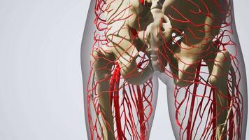 science anatomie des vaisseaux sanguins humains video