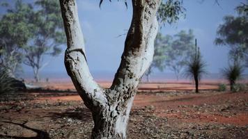 acacias trees in the landscape of Tanzania with clouds in the sky video