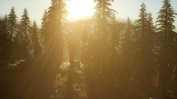 macho de veado na floresta ao pôr do sol video