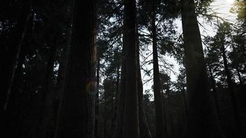 alberi di sequoia giganti in estate nel parco nazionale di sequoia, california video