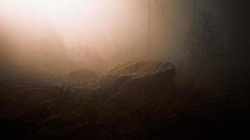 mystérieux conte de fées profonde forêt magique video