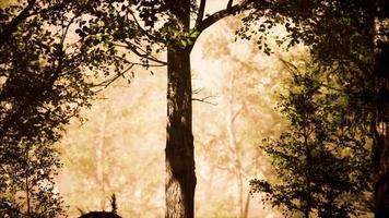 Sonnenstrahlen, die an einem nebligen Herbstmorgen in den Wald eindringen video