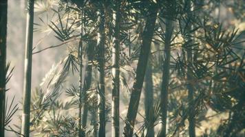 asian bamboo forest with morning sunlight video