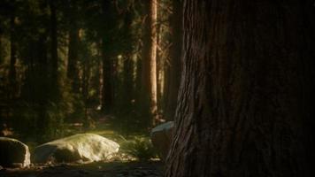8K Giant Sequoia Trees at summertime in Sequoia National Park video