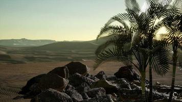 Palmen in der Wüste bei Sonnenuntergang video