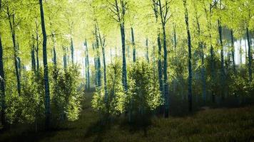panorama da floresta de bétulas com luz solar video