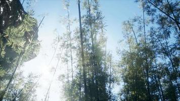 Lanscape of bamboo tree in tropical rainforest, Malaysia video