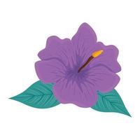 hibiscus beautiful purple color, with tropical leaves, spring summer botanical vector