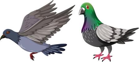 Two pigeons on white background vector