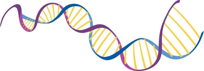 DNA helix symbol isolated on white background