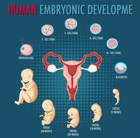 desarrollo embrionario humano en infografía humana vector