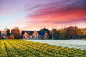 The picturesque colorful spring flowers field at sunset in the Netherlands photo