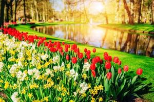 Garden in Keukenhof, tulips and daffodils in the spring. Netherlands photo