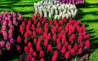 hermosos jacintos multicolores. Holanda. parque de flores keukenhof. foto
