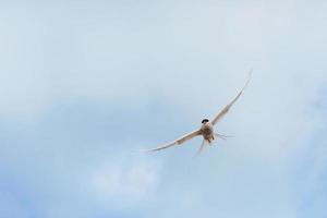 Beautiful polar Tern against a background of beautiful blue sky with cumulus clouds photo