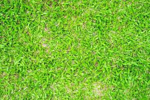 Green grass texture for background. Green lawn pattern and texture background. photo