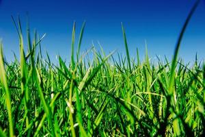 Close up of fresh thick grass photo