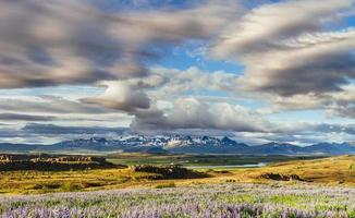 los pintorescos paisajes de bosques y montañas de islandia. altramuz azul salvaje floreciendo foto