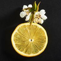 Fresh juicy slices of lemon on a black background photo