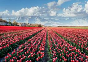 Beautiful field of red tulips in the Netherlands. Fantastic spring sunset. Holland photo