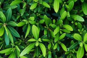 Branches of green plants in the spring season. Turkey photo