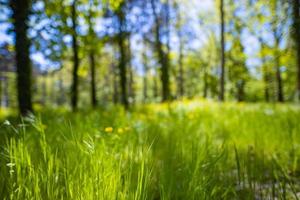 fondo de hierba verde fresca en un día soleado de verano. pradera de hierba verde en un bosque al atardecer. fondo borroso de la naturaleza del verano del bokeh. foto