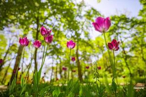 fantástico ramo de tulipanes en el jardín forestal o en el parque de la ciudad. tulipanes de color rosa brillante. fondo de naturaleza majestuosa de ensueño, flores de primavera verano foto