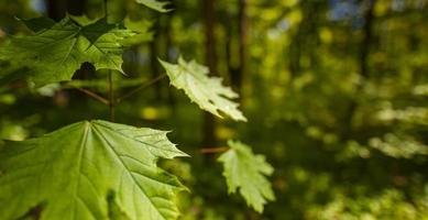 hojas verdes en el fondo borroso del paisaje forestal. naturaleza relajante escénica con luz solar suave y naturaleza bokeh foto