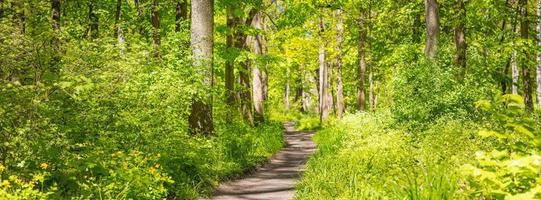 Trail in a green forest panorama landscape in the spring. Magical forest landscape, panoramic scenic. Sunny green nature pathway, grass meadow photo