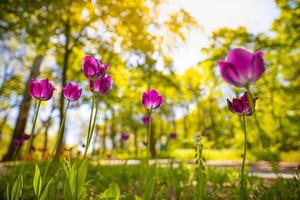Fantastic bouquet of tulips in forest garden or city park. Bright pink tulips. Dreamy majestic nature background, spring summer flowers