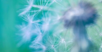Closeup of dandelion on natural background. Bright, delicate nature details. Inspirational nature concept, soft blue and green blurred bokeh background