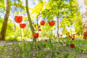 Fantastic floral closeup background of bright red tulips blooming in the garden. Sunny spring day with a landscape of green grass blue sky, blurred nature landscape photo
