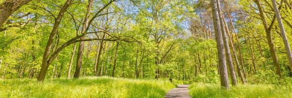 Trail in a green forest panorama landscape in the spring. Magical forest landscape, panoramic scenic. Sunny green nature pathway, grass meadow photo