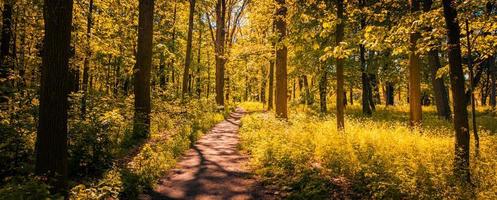 Tranquil footpath in a park in autumn, with beams of light falling through the trees. Amazing nature landscape, hiking adventure, freedom walk, grass and trees with colorful leaves photo