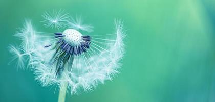 Closeup of dandelion on natural background. Bright, delicate nature details. Inspirational nature concept, soft blue and green blurred bokeh background photo