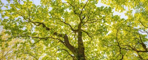 Looking up at the green tops of trees. Panoramic nature landscape, banner view. Idyllic natural adventure forest. Nature composition. photo