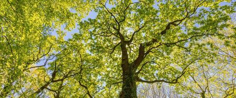 Looking up at the green tops of trees. Panoramic nature landscape, banner view. Idyllic natural adventure forest. Nature composition. photo