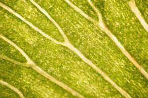 Leaf cells under microscope. micrograph, leaf under a microscope, organ-producing oxygen and carbon dioxide, the process of photosynthesis photo