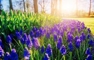 Muscari Hyac nthus blue flowers with green leaves closeup growing in the garden. photo