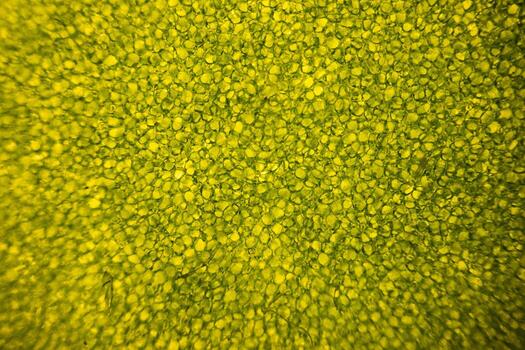 Leaf cells under microscope. micrograph, leaf under a microscope, organ-producing oxygen and carbon dioxide, the process of photosynthesis photo