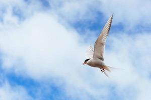 Beautiful polar Tern against a background of beautiful blue sky with cumulus clouds photo