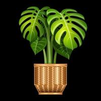 swiss cheese plant in basket realistic cartoon isolated vector